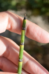 Equisetum × trachyodon