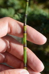 Equisetum × trachyodon