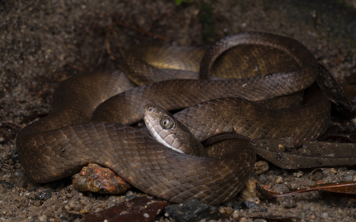 Brown Tree Snake sighting