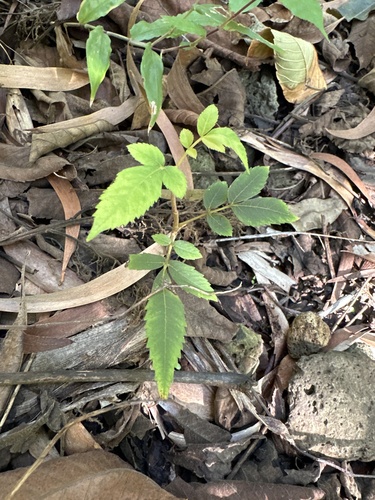 Rhus sandwicensis observed 2025-02-13