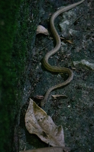 Amazon Coastal House Snake (pallidus), Dryophylax nattereri
