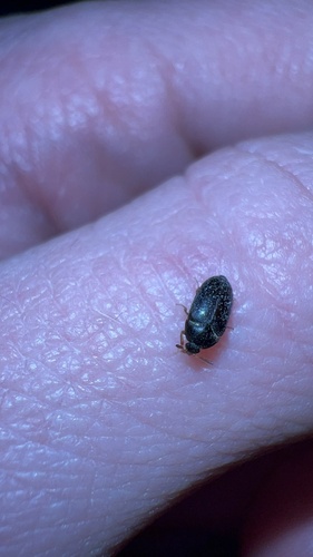 Attagenus brunneus photo 5