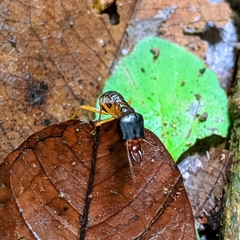 Macrotermes carbonarius