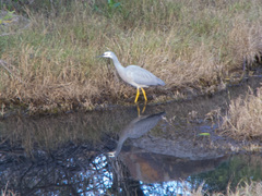 Egretta novaehollandiae