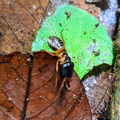 Macrotermes carbonarius