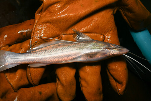 Zamurito (Calophysus macropterus) — Pimelodidae