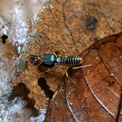 Macrotermes carbonarius