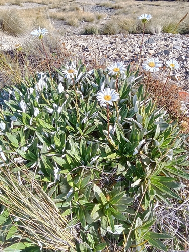 Celmisia densiflora, photograph 6