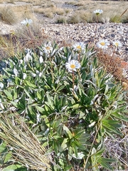 Celmisia densiflora, photograph author not stated, no rights reserved