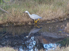 Egretta novaehollandiae