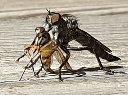 Tolmerus atricapillus