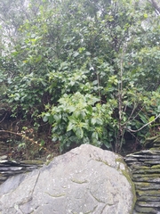 Wendlandia (Wendlandia)