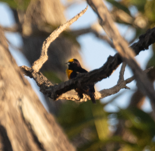 Finsch's Euphonia (Euphonia finschi)