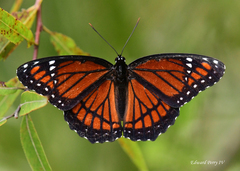 Limenitis archippus floridensis