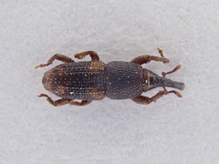 Sitophilus zeamais
