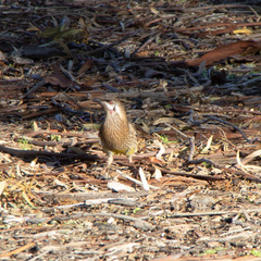 Anthochaera carunculata