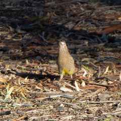 Anthochaera carunculata