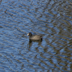 Fulica atra australis