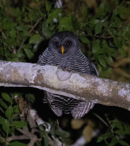 Black-banded Owl (Strix huhula), photo 4