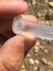 Arachnocephalus vestitus