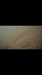 Tetractenos hamiltoni