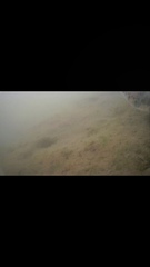 Tetractenos hamiltoni