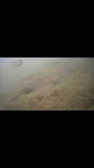 Tetractenos hamiltoni