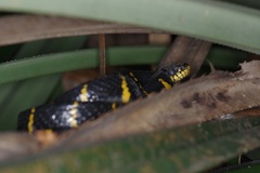 Boiga melanota