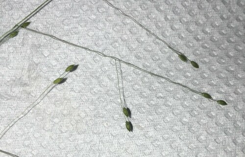Image of Panicum bisulcatum by no rights reserved