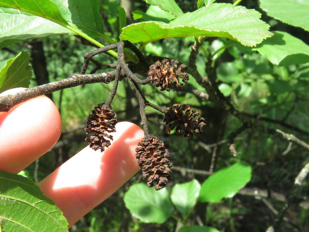 European Alder (Invasive Plants of Maryland) · iNaturalist