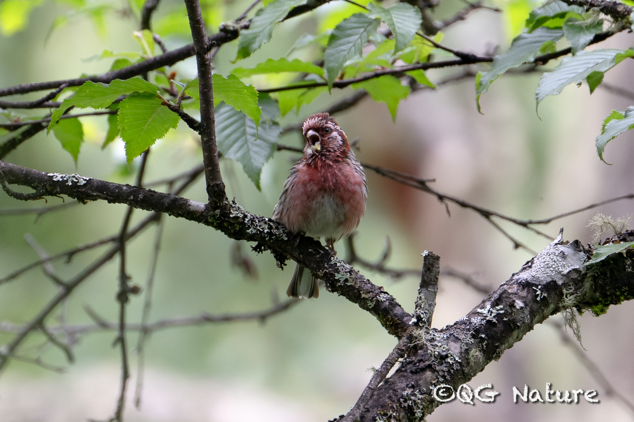 Long-tailed Rosefinch