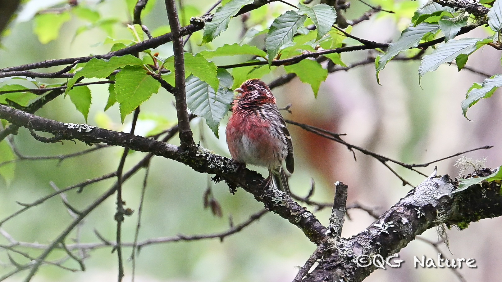 Long-tailed Rosefinch