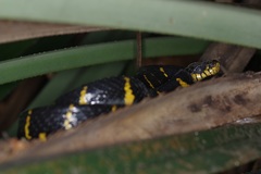 Boiga melanota