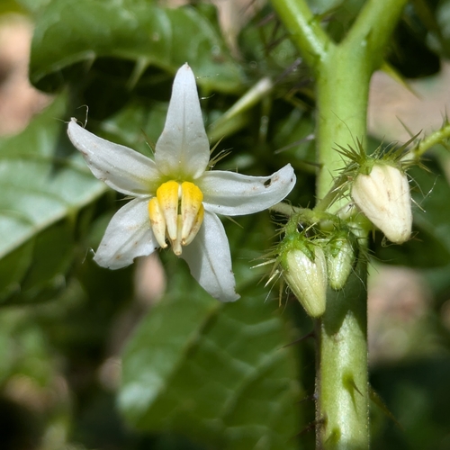 Solanum capsicoides