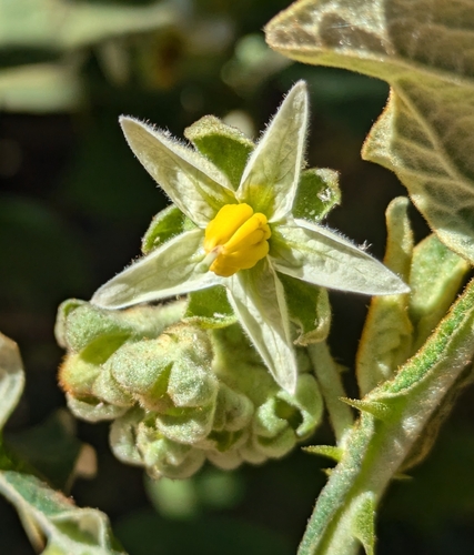 Solanum robustum