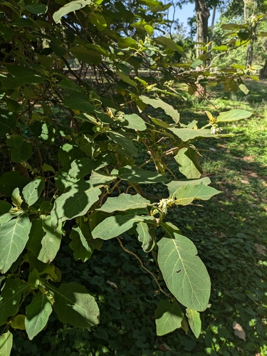 Solanum robustum
