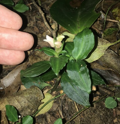 Image of Goodyera henryi by no rights reserved