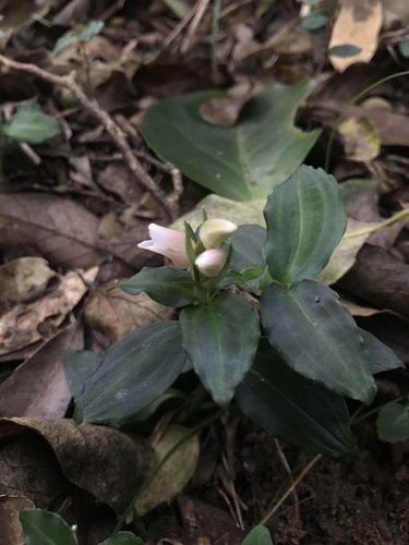Image of Short-Raceme Rattlesnake Plantain (Goodyera henryi) by no rights reserved