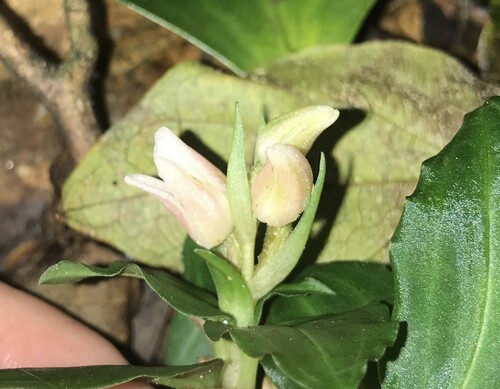 Image of Goodyera henryi by no rights reserved