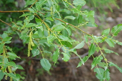 Salix cardiophylla