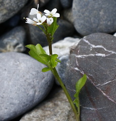 Cardamine scutata