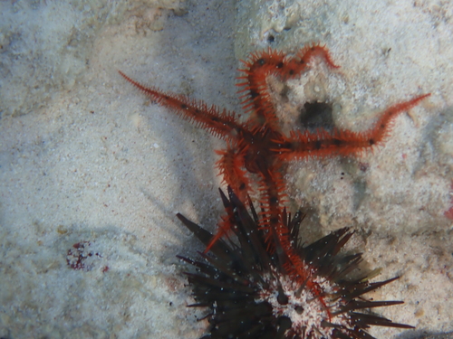 Ophiomastix wendtii observed 2025-02-13