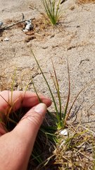 Carex tonsa rugosperma