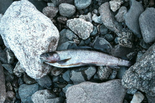 Amur Grayling (Thymallus grubii) · iNaturalist