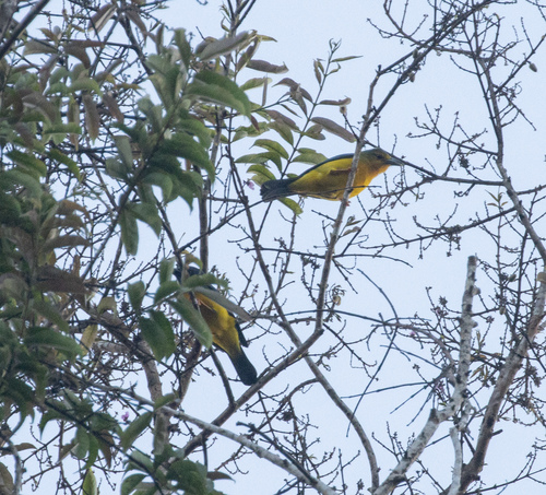Blue-backed Tanager (Cyanicterus cyanicterus), photo 6