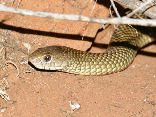 Mulga Snake sighting
