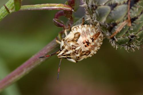 northern fruit bug, photo 3 of 10
