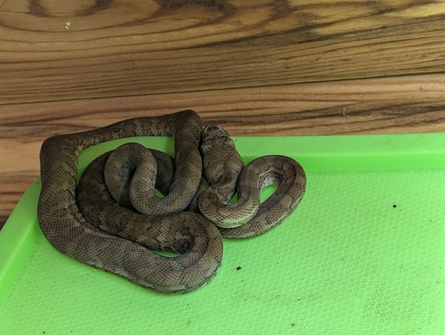 Coastal Carpet Python sighting