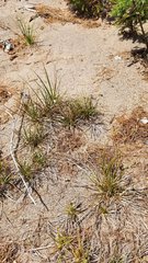 Carex tonsa rugosperma