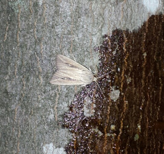 Leucania phragmitidicola